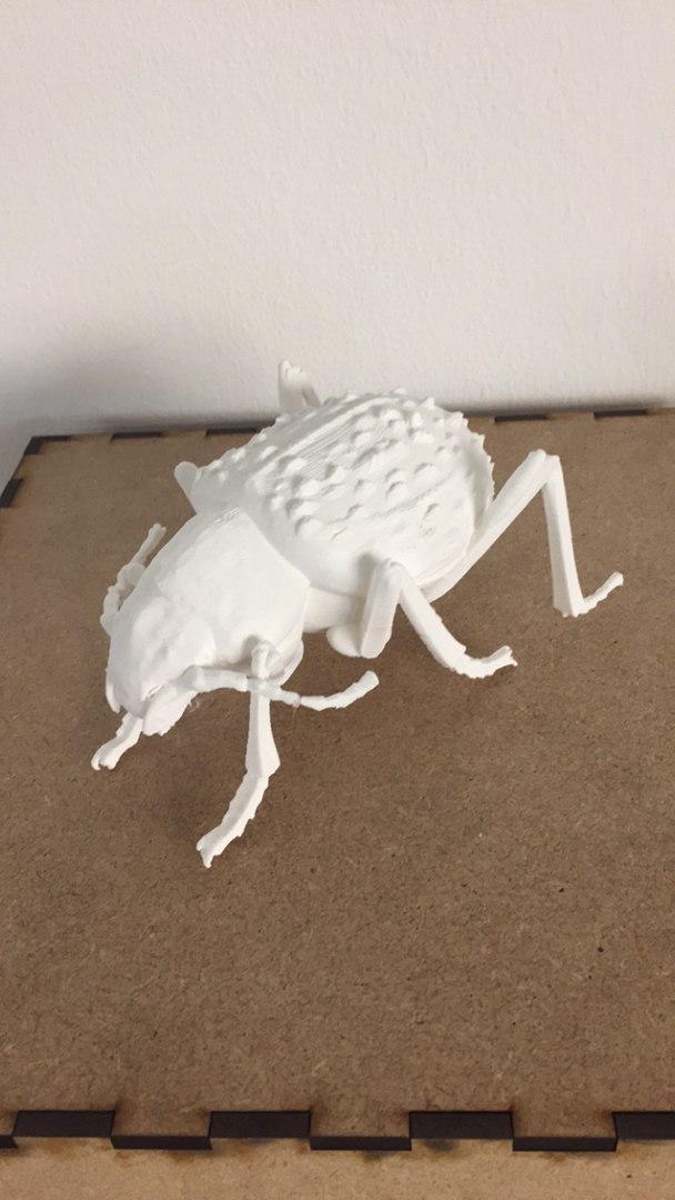 realistic adesmia variolaris stl 3D model https://p.turbosquid.com/ts-thumb/K0/raJ41P/Vb/img_0992/jpg/1614679501/1920x1080/fit_q87/544101f96ca54bb969b0753cc3c6aa37c5d95055/img_0992.jpg