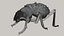 Beetle - Adesmia variolaris - mezcla realista fbx obj y stl imprimible