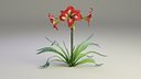 Red Amaryllis