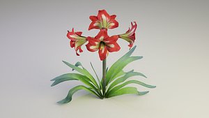 Red Amaryllis