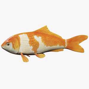 Koi Carp