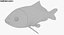 3d model koi carp