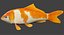 3d model koi carp