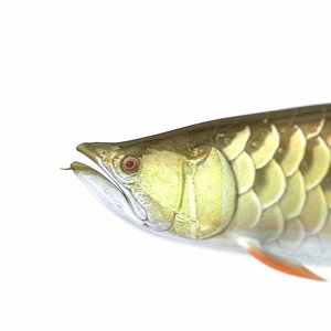 tail golden red 3d model