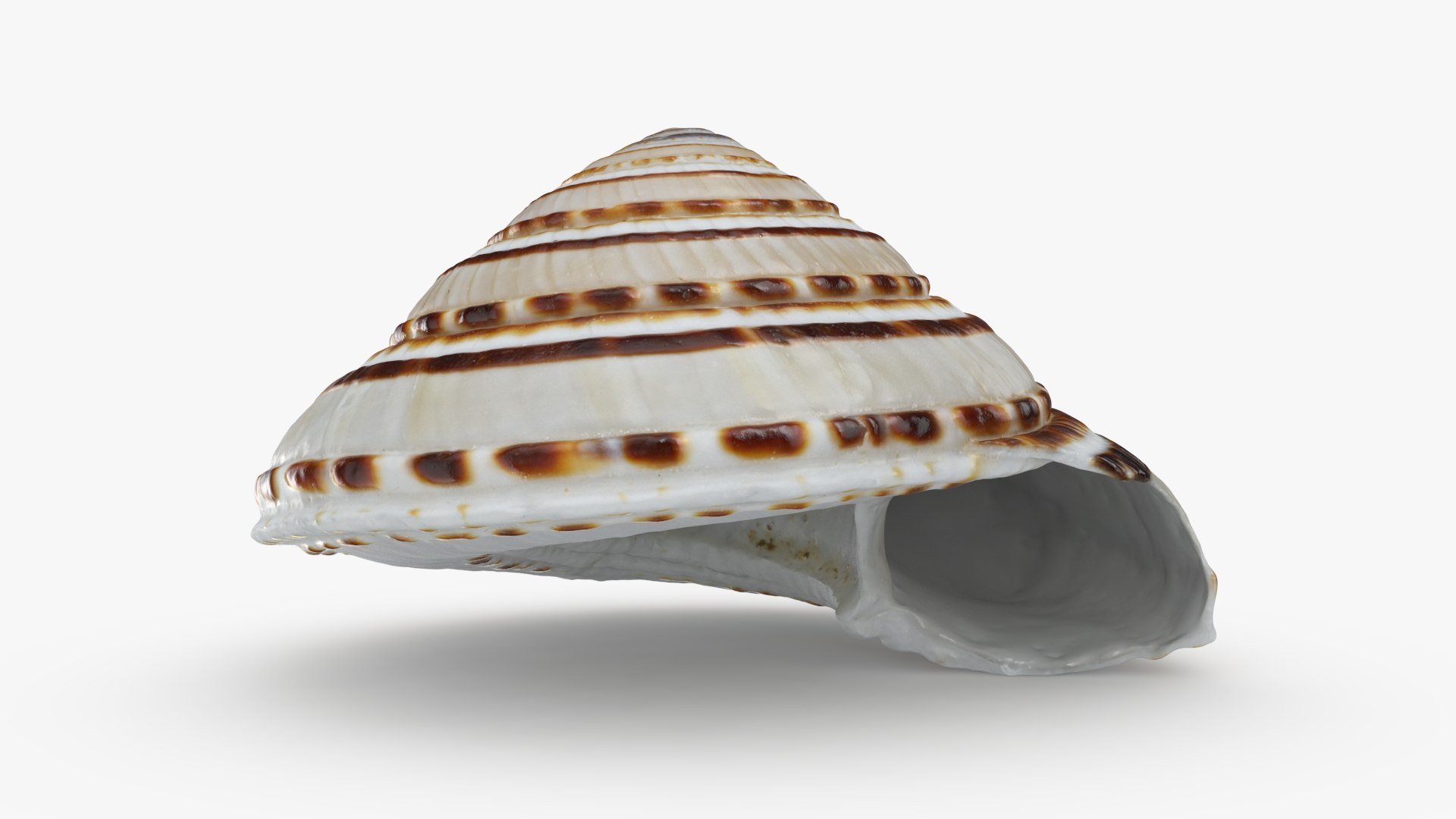 3D Seashells Collection 3 model https://p.turbosquid.com/ts-thumb/K0/yfXTUr/hZ/architectonicaperspectiva_a0001/jpg/1741023168/1920x1080/fit_q87/c43393a05847e5a79fb6d3f171616f24b486630c/architectonicaperspectiva_a0001.jpg