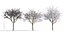 Drzewo Prunus cerasifera a