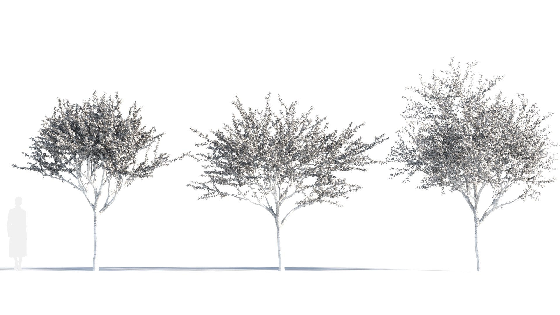 Prunus cerasifera tree a model https://p.turbosquid.com/ts-thumb/K0/ygkGYM/gP/prunus_cerasifera_12/jpg/1693619917/1920x1080/fit_q87/749cb1f72454a92cec0fdd8517d9c0f97cfe8f14/prunus_cerasifera_12.jpg