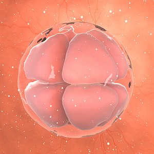 3D model cell stage embryo