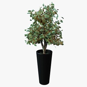 indoor plant 3D model