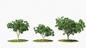 tree wind animation 3D model