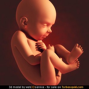 unborn child fetus 3d model