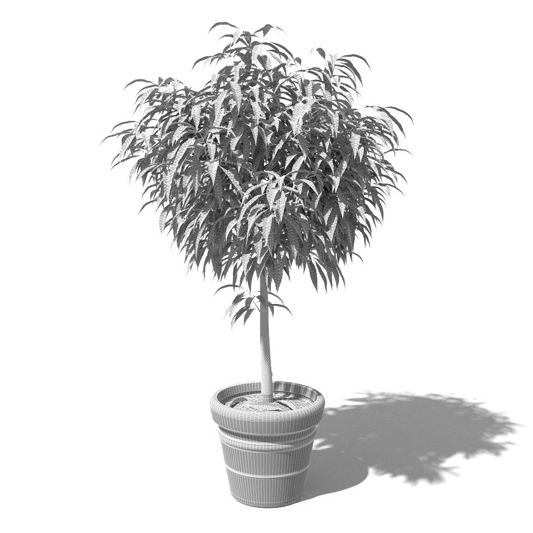 Young mango tree 3D model - TurboSquid 1322286