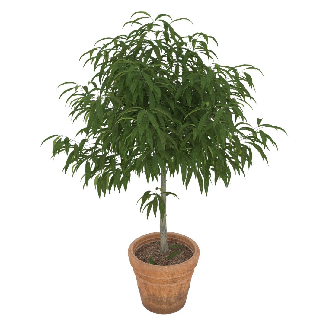 Young mango tree 3D model - TurboSquid 1322286