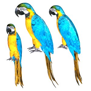 Rigged Parrot Macaw model