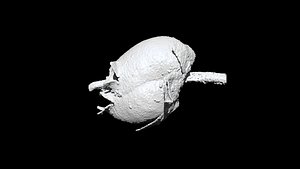 Antirrhinum majus 3D CT scan model decimate 50 percent 3D model