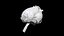Antirrhinum majus 3D CT scan model decimate 50 percent