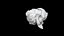 Antirrhinum majus 3D CT scan model decimate 50 percent