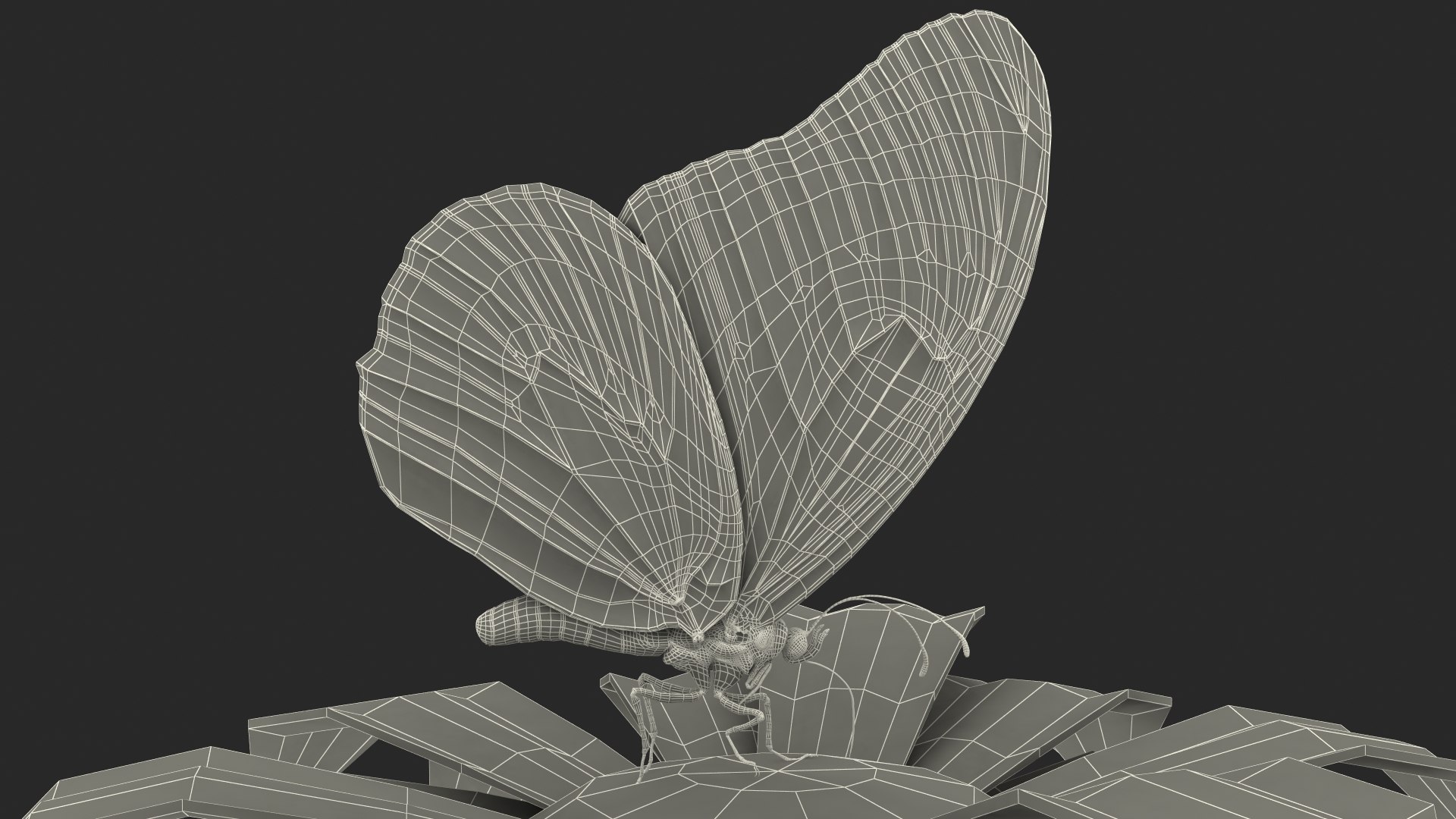 3D model monarch butterfly collects nectar https://p.turbosquid.com/ts-thumb/K2/667TVC/R1G8O6bG/animatedmonarchbutterflycollectsnectarfurriggedvray3dmodel022/jpg/1573178828/1920x1080/fit_q87/3b9c5e7f92e6808939da89eafe40844bb4342d2f/animatedmonarchbutterflycollectsnectarfurriggedvray3dmodel022.jpg