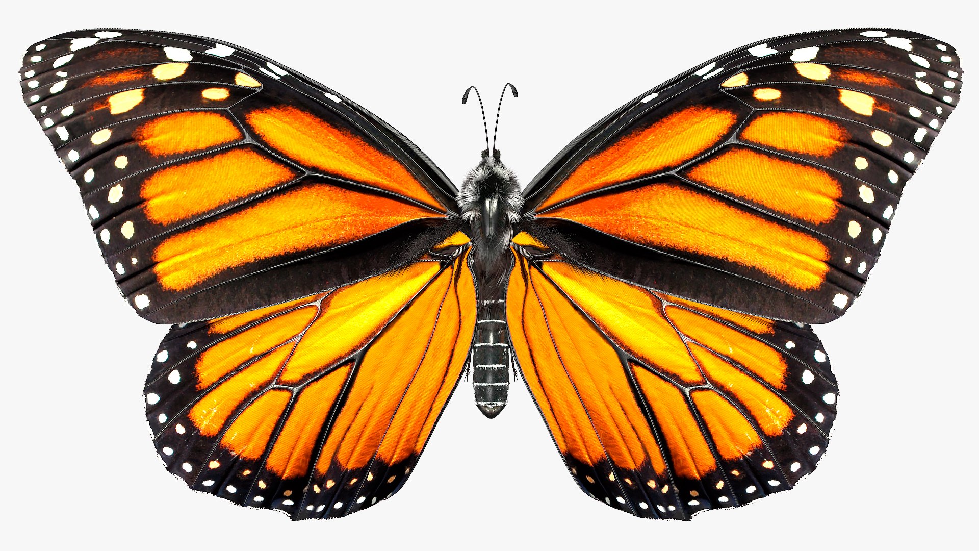3D model monarch butterfly collects nectar https://p.turbosquid.com/ts-thumb/K2/667TVC/nHCM40SO/animatedmonarchbutterflycollectsnectarfurriggedvray3dmodel011/jpg/1573178775/1920x1080/fit_q87/28fbc914cd95ef374004d82c861e7494653c80cf/animatedmonarchbutterflycollectsnectarfurriggedvray3dmodel011.jpg