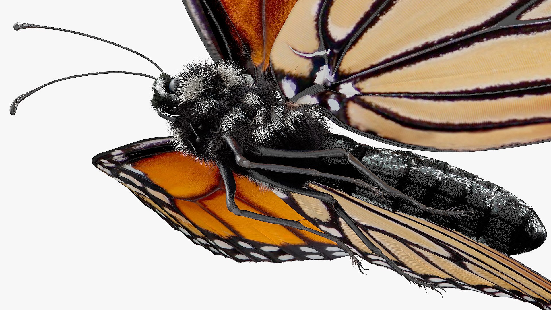 3D model monarch butterfly collects nectar https://p.turbosquid.com/ts-thumb/K2/667TVC/skAVksLS/animatedmonarchbutterflycollectsnectarfurriggedvray3dmodel012/jpg/1573178780/1920x1080/fit_q87/86f2df657e8716fcdf8e905dffc70f60e8ef3c71/animatedmonarchbutterflycollectsnectarfurriggedvray3dmodel012.jpg