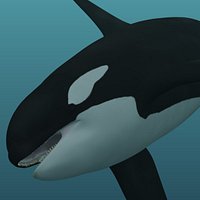 killer whale
