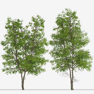 Set of Tilia Platyphyllos or Large-Leaved Lime Tree - 2 Trees 3D model