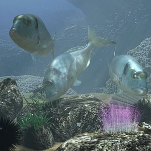 sea bream rigged underwater scene 3d model