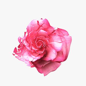 3D Rose Blast Animated