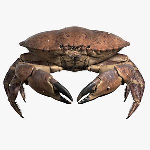 3D Brown Crab - Cancer Pagurus