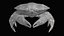 3D Brown Crab - Cancer Pagurus