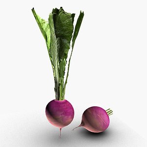Turnip