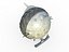 Tank Boll Winter