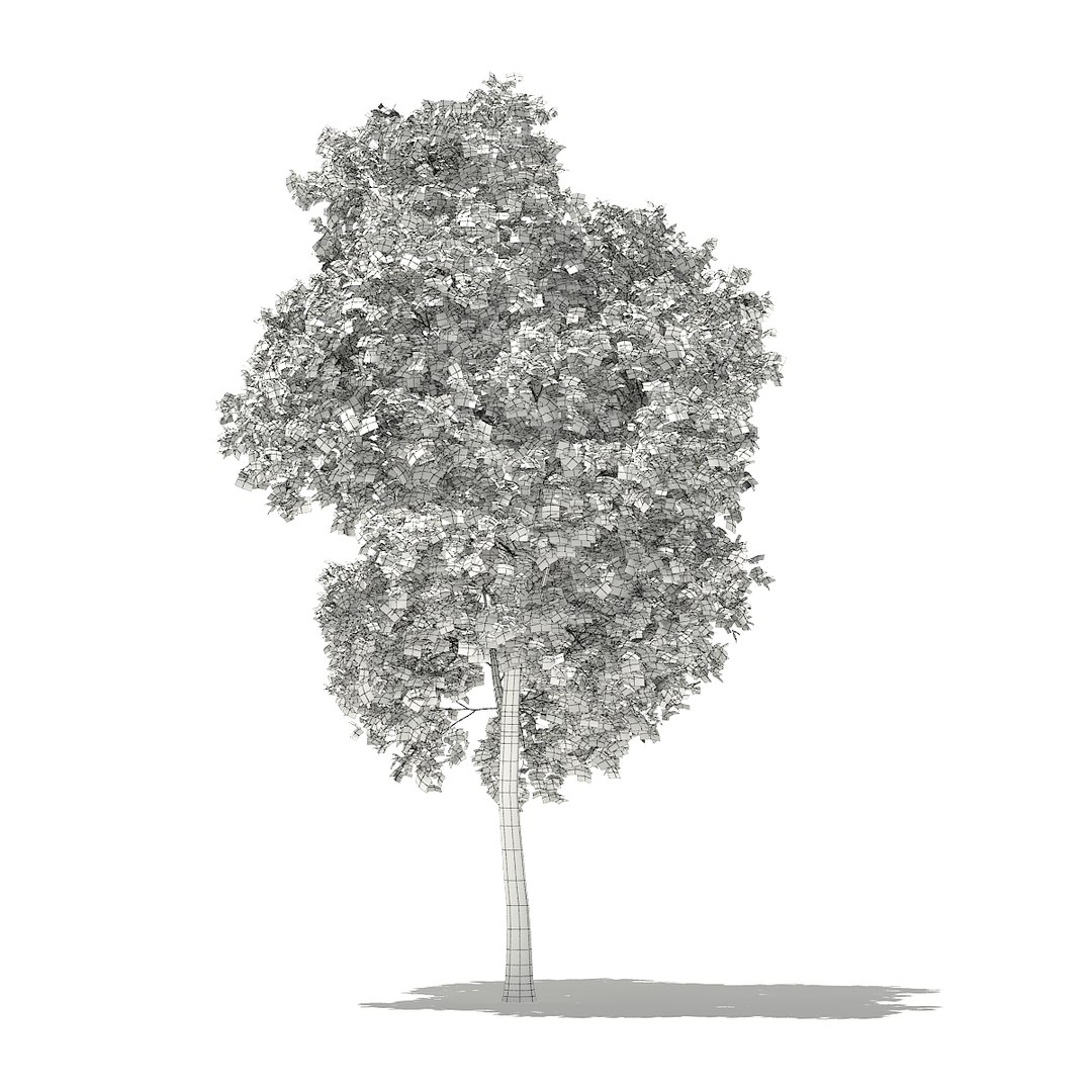 3D volume 76 trees x model https://p.turbosquid.com/ts-thumb/K2/meGsr1/0qDSPdYZ/cgaxis_models_76_15agrid/jpg/1499713162/1920x1080/fit_q87/d53b24e59388a670a5a72acf95d2e897eca113ed/cgaxis_models_76_15agrid.jpg