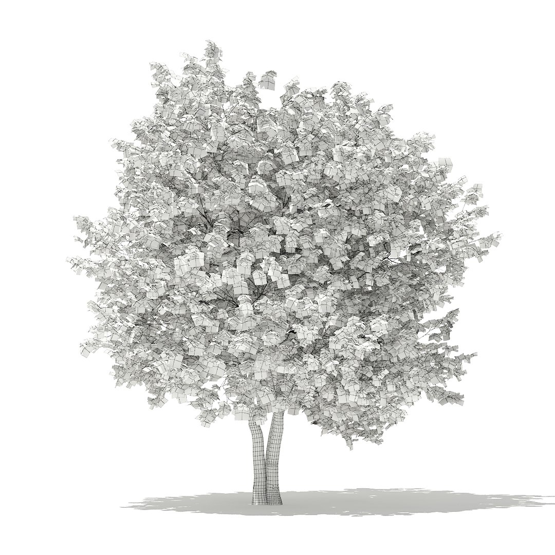 3D volume 76 trees x model https://p.turbosquid.com/ts-thumb/K2/meGsr1/2gasifiz/cgaxis_models_76_26agrid/jpg/1499713163/1920x1080/fit_q87/5a9d817f818cd38511f0897325673c9b657c36c5/cgaxis_models_76_26agrid.jpg