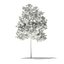CGAxis Models Volume 76 Trees X MAYA