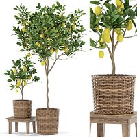 Plants collection 422