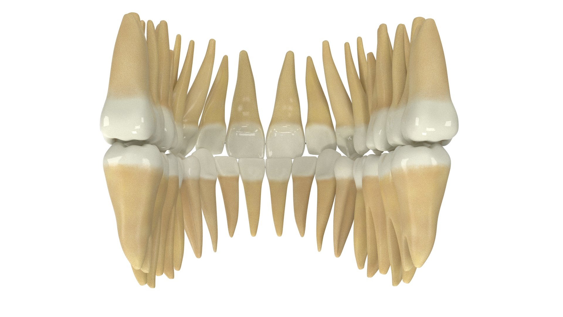 3D Human Teeth With Transparent Dental Braces V04 Model - TurboSquid ...