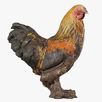 Rooster Gallus Domesticus Remastered