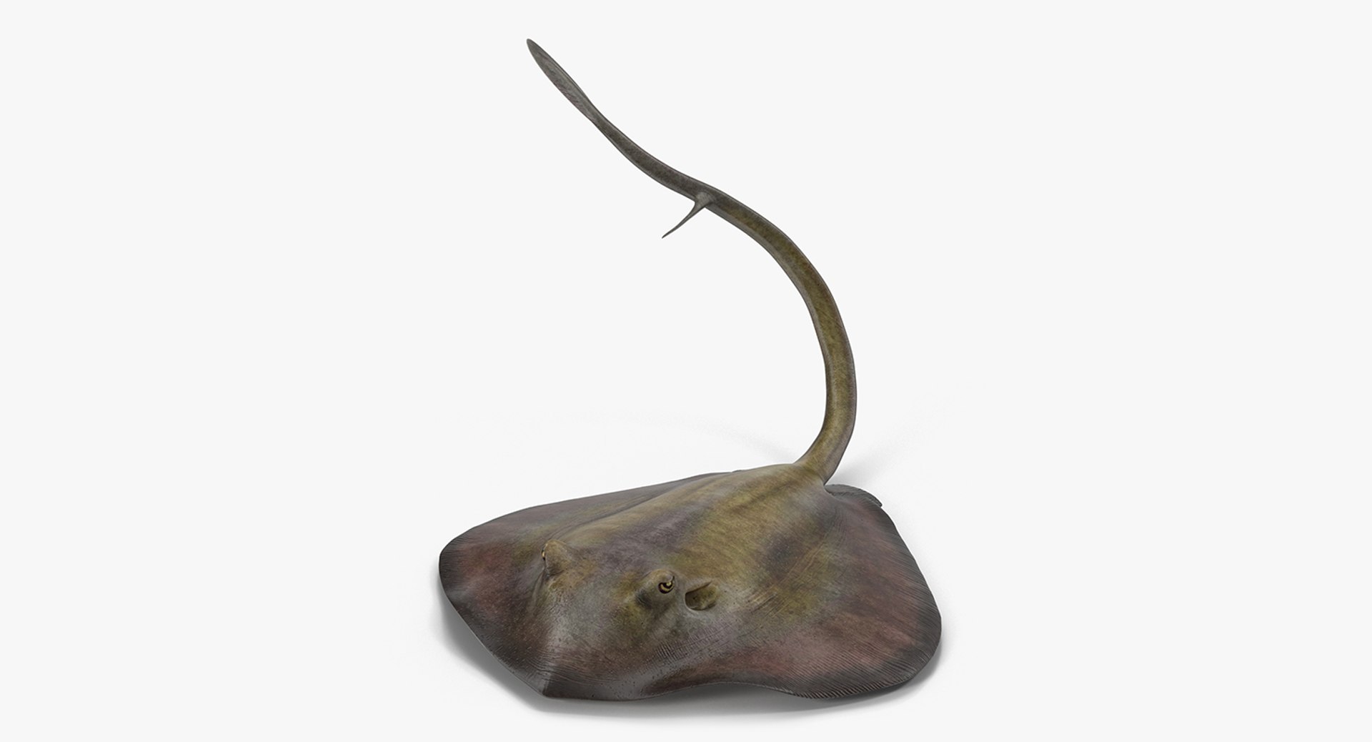Stingray Pose 2 3D Model 3D model preview