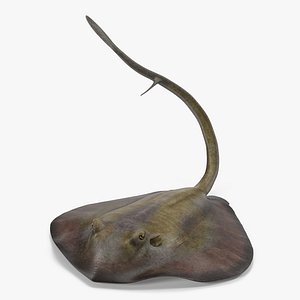 Stingray Pose 2 3D Model