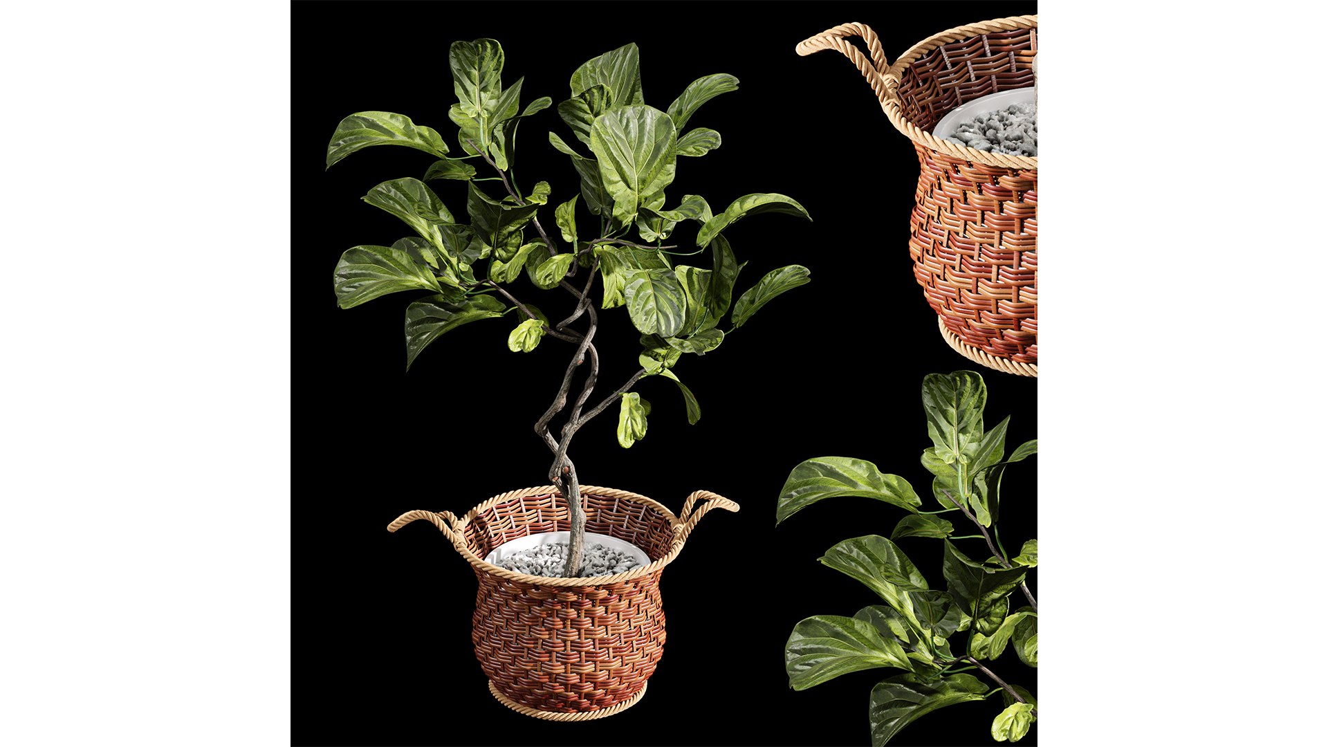 3D Plant Indoor Fiddle Leaf Fig02 https://p.turbosquid.com/ts-thumb/K3/FJSoAa/L0/z01/png/1720961488/1920x1080/fit_q87/72930b967adc41fe62eceb752da88b03f8652971/z01.jpg