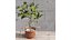 Plant Indoor Fiddle Leaf Fig02