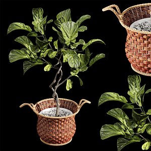 3D Plant Indoor Fiddle Leaf Fig02