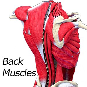 3D muscles model