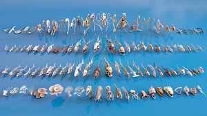 Fish and Underwater Creatures Skeleton Collection  Marine Bone 3D Asset Pack 3D model