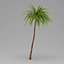 Palm 012