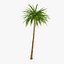 Palm 012