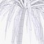 Palm 012