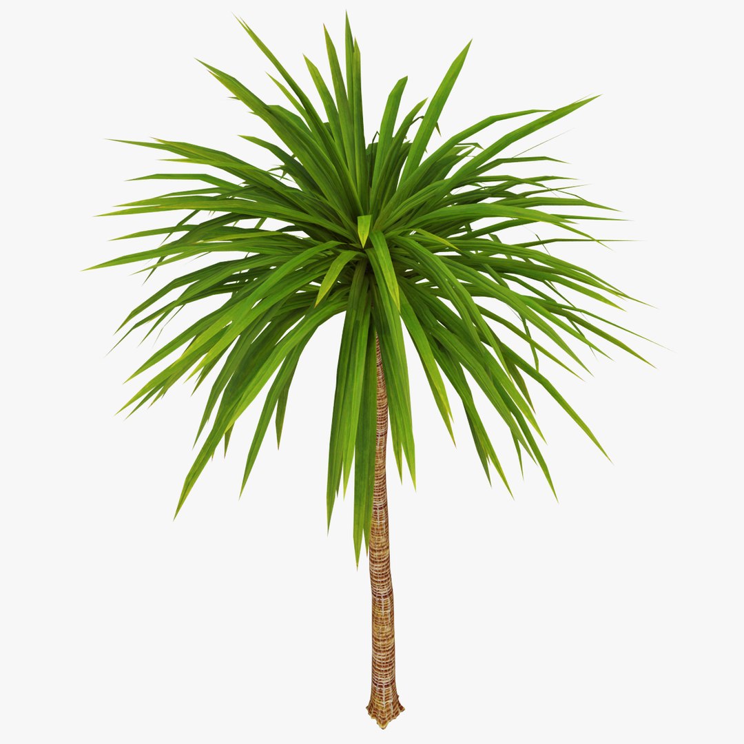 palm 012 3ds https://p.turbosquid.com/ts-thumb/K3/XItm6x/lY7YNscN/05copy/jpg/1411038388/1920x1080/fit_q87/b8cfedc8079e6e29d1f954e90e8e95dfa81322cf/05copy.jpg