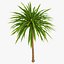 Palm 012